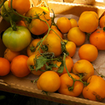 ©Robin Glasser Sacknoff Ripening Tomatoes