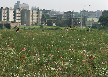 Charlotte Street in Flower Charlotte Street in Flower ©Lisa Kahane