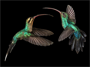Hummingbird, ©Cindy Walpole Hummingbird, ©Cindy Walpole