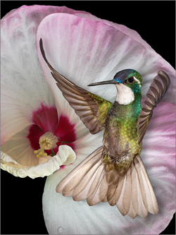 © Cindy Walpole