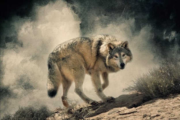 Gray Wolf by Lou Ann Goodrich